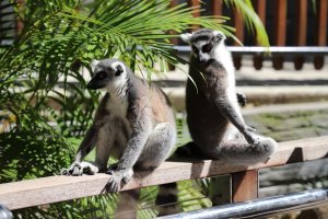 Currumbin Wildlife Sanctuary 1