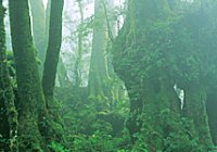 Lamington National Park